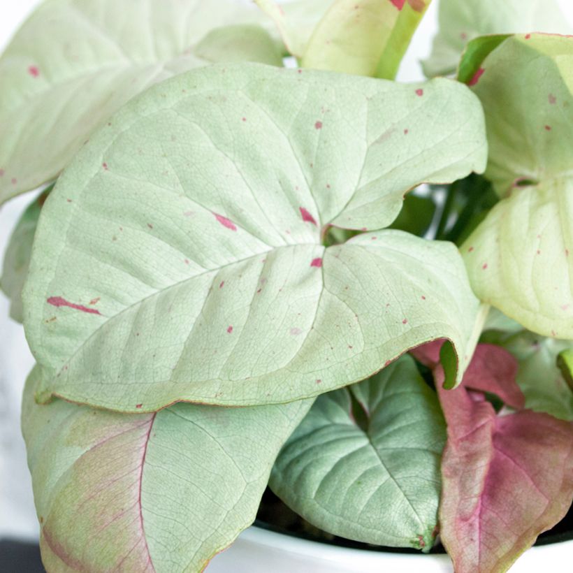 Syngonium Confetti - Arrowhead vine (Foliage)