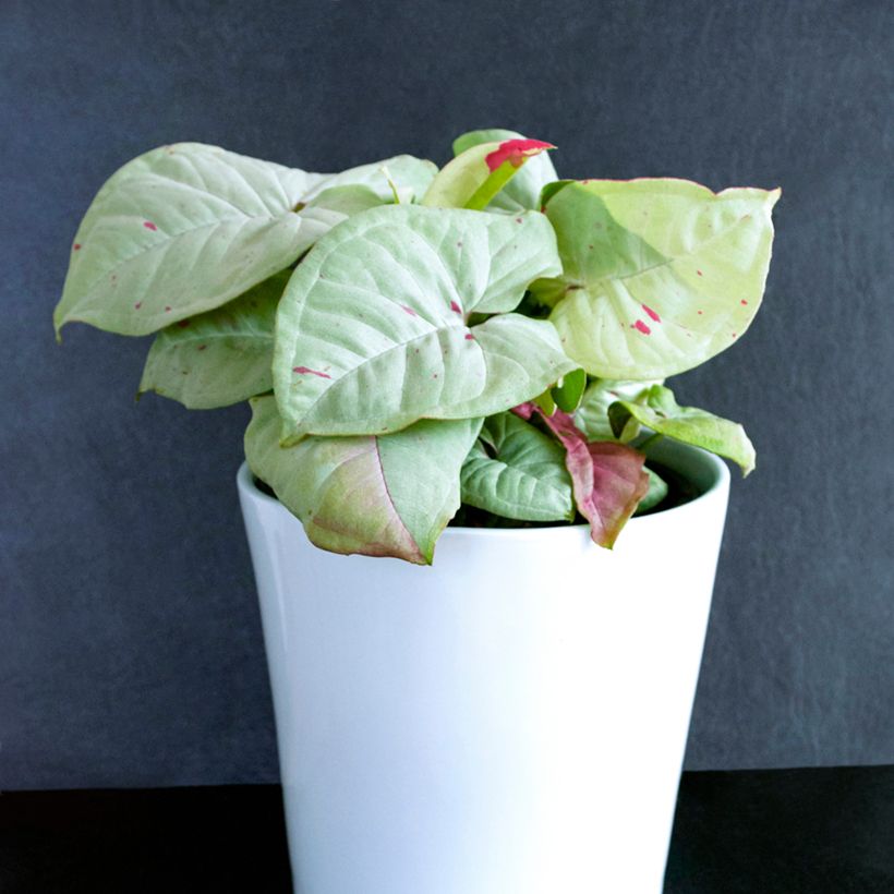 Syngonium Confetti - Arrowhead vine (Plant habit)
