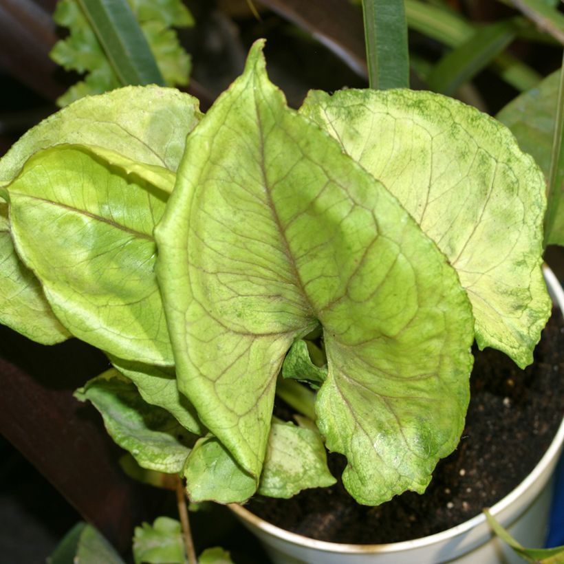 Syngonium podophyllum Golden Allusion - Arrowhead vine (Foliage)