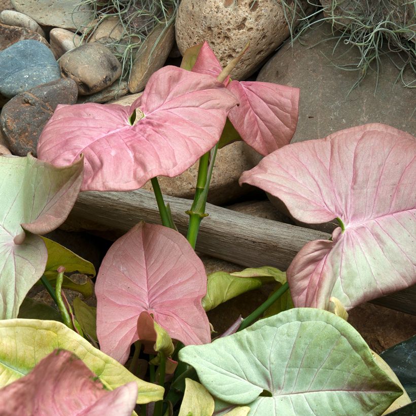 Syngonium podophyllum Neon Robusta - Arrowhead vine (Foliage)
