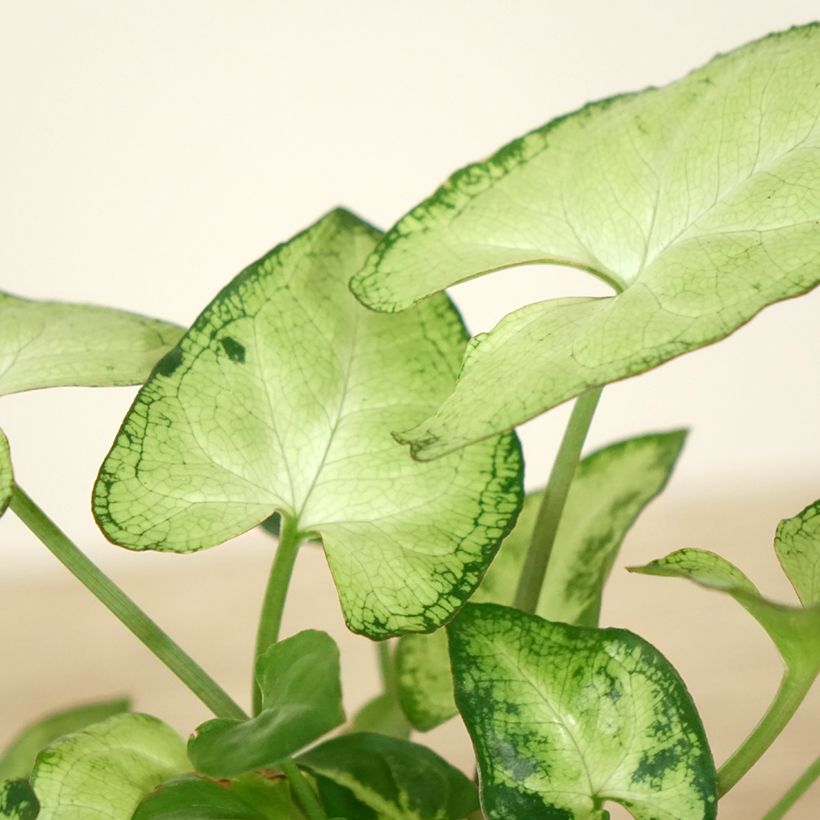 Syngonium podophyllum Snow White - Arrowhead vine (Foliage)