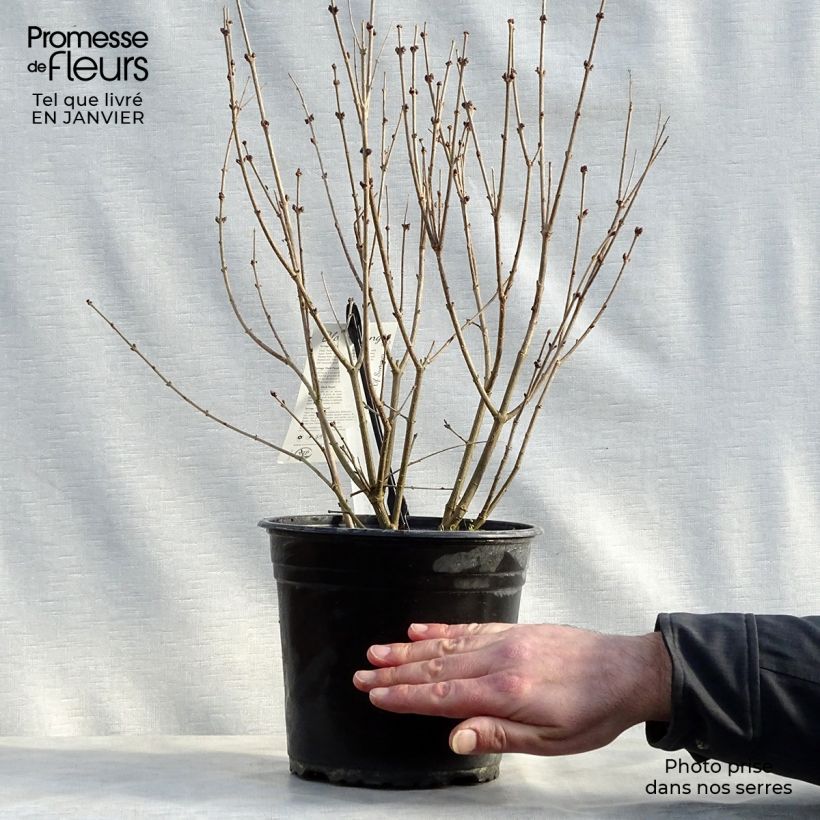 Lilas Bloomerang Dark Purple - Syringa nain hybride remontant Pot de 3L/4L sample as delivered in winter