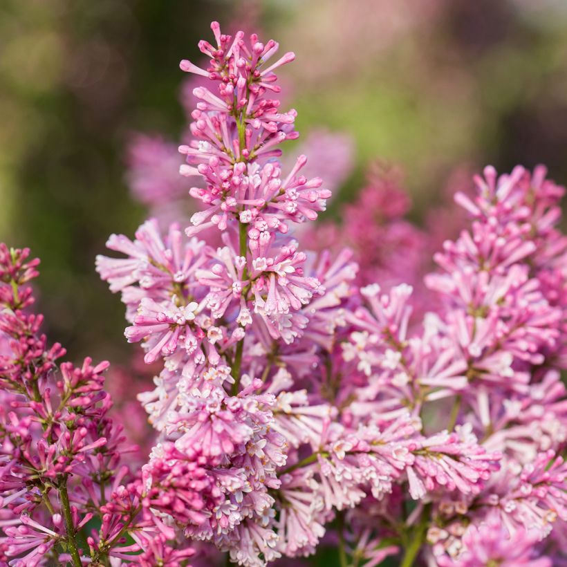 Syringa prestoniae Pinktini - Lilac (Flowering)
