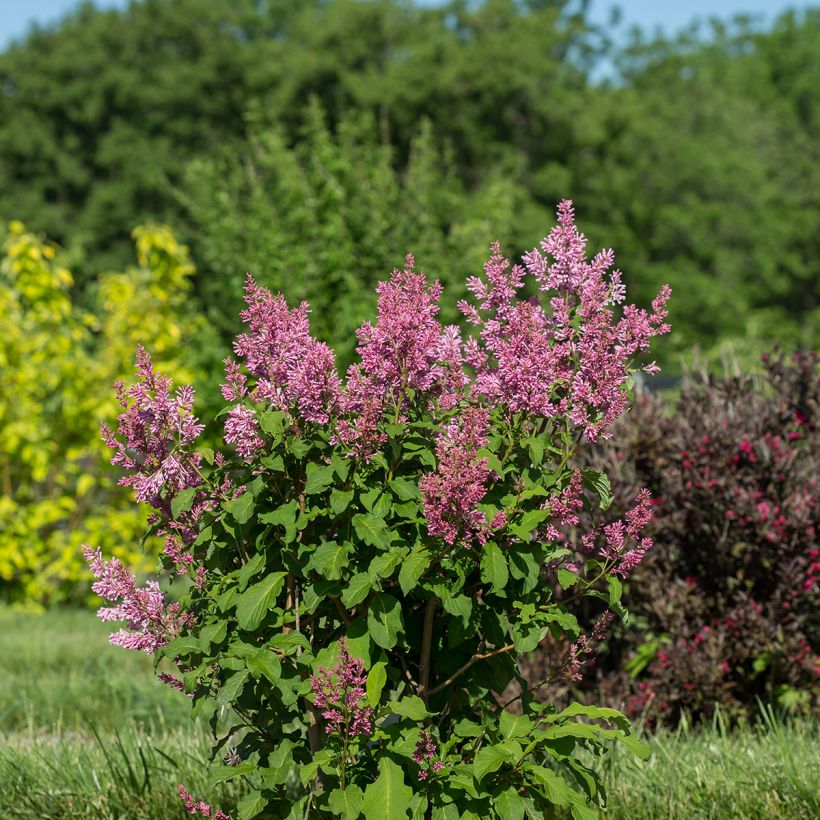 Syringa prestoniae Pinktini - Lilac (Plant habit)