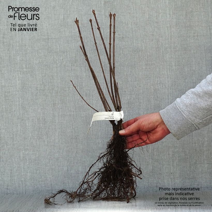 Syringa josikae Bare rootShipped height around 50/70cm sample as delivered in winter