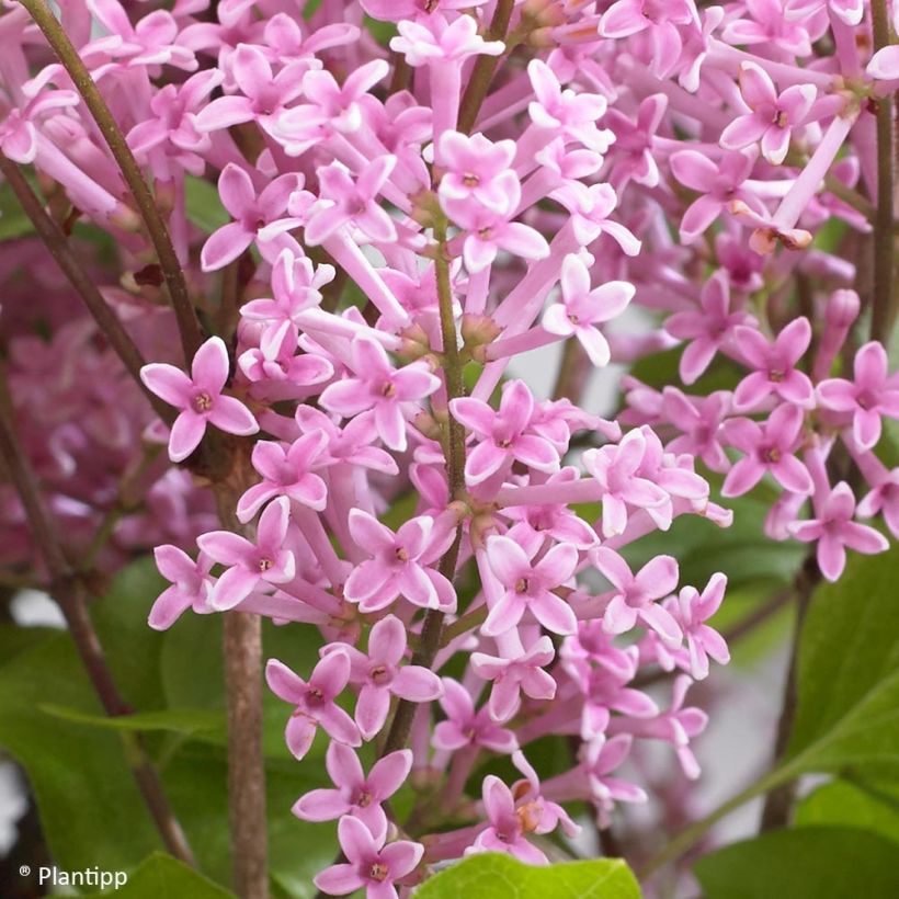 Syringa meyeri Flowerfesta Pink - Lilac (Flowering)