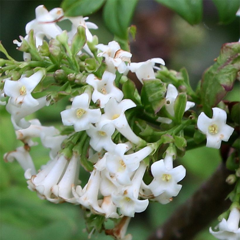 Syringa pinnatifolia - Lilac (Flowering)
