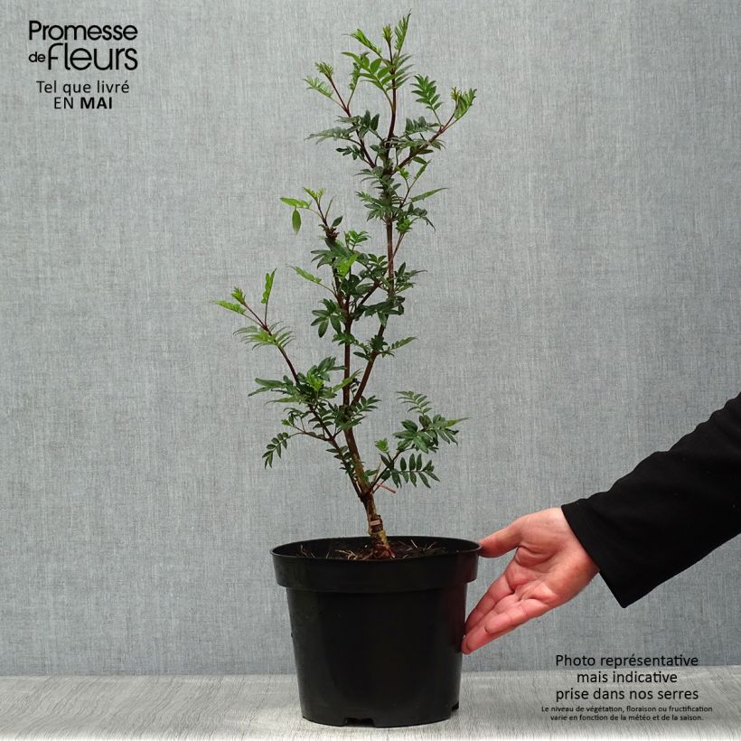 Syringa pinnatifolia - Lilac 4L/5L potShipped height around 60/80cm sample as delivered in spring