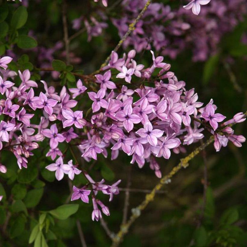 Syringa protolaciniata Kabul - Lilac (Flowering)