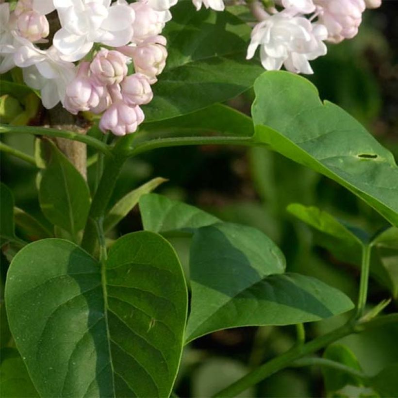 Syringa vulgaris Belle de Moscou - Common Lilac (Foliage)