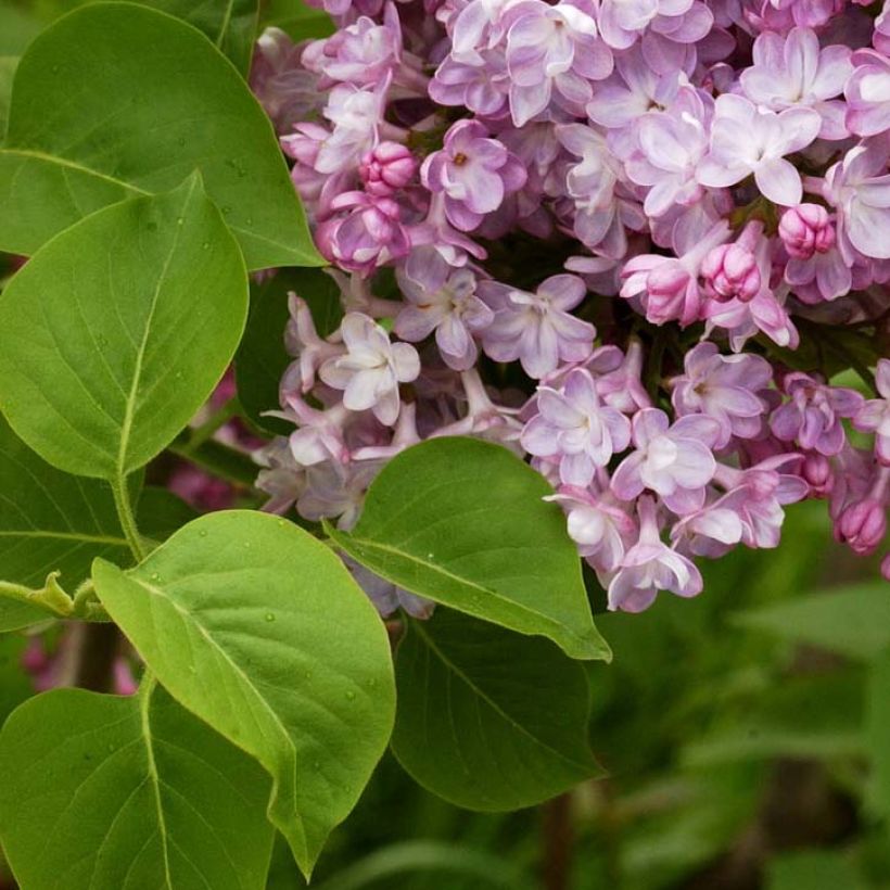 Syringa vulgaris Belle de Nancy - Common Lilac (Foliage)