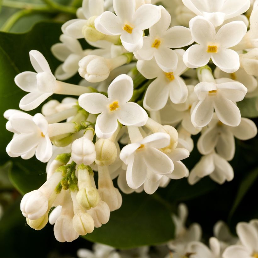 Syringa vulgaris Comtesse Dharcourt - Common Lilac (Flowering)