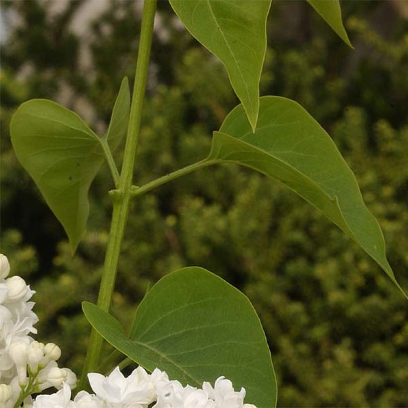 Syringa vulgaris Dentelle dAnjou - Common Lilac (Foliage)