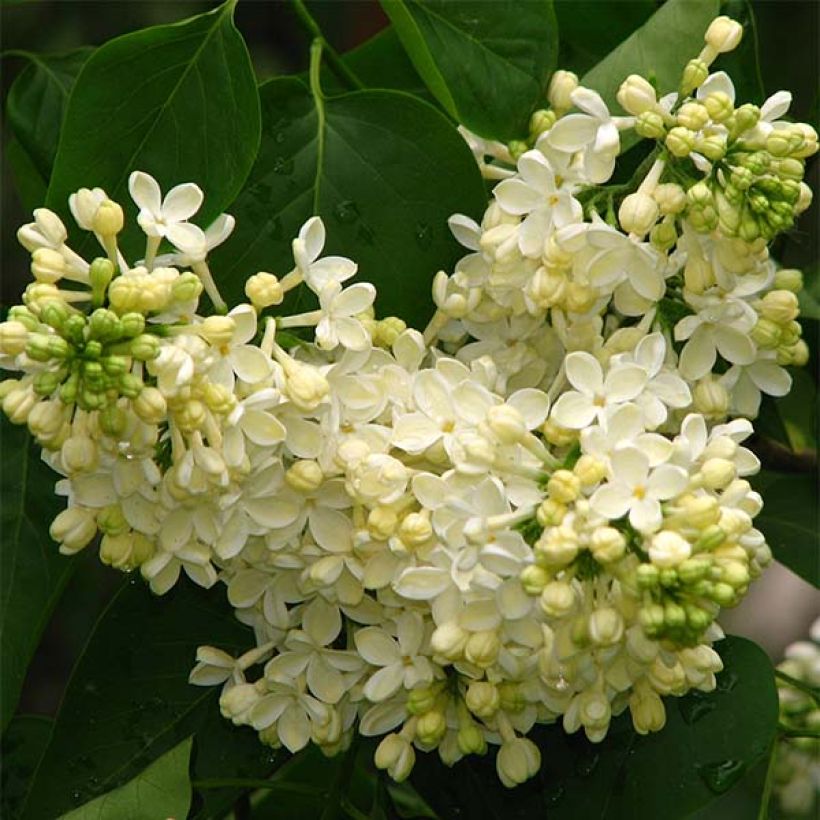Syringa vulgaris Dentelle dAnjou - Common Lilac (Flowering)