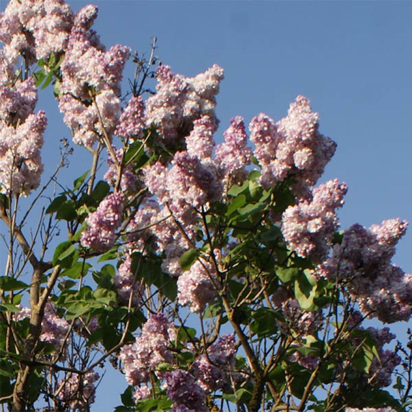 Syringa vulgaris Katherine Havemeyer - Common Lilac (Flowering)