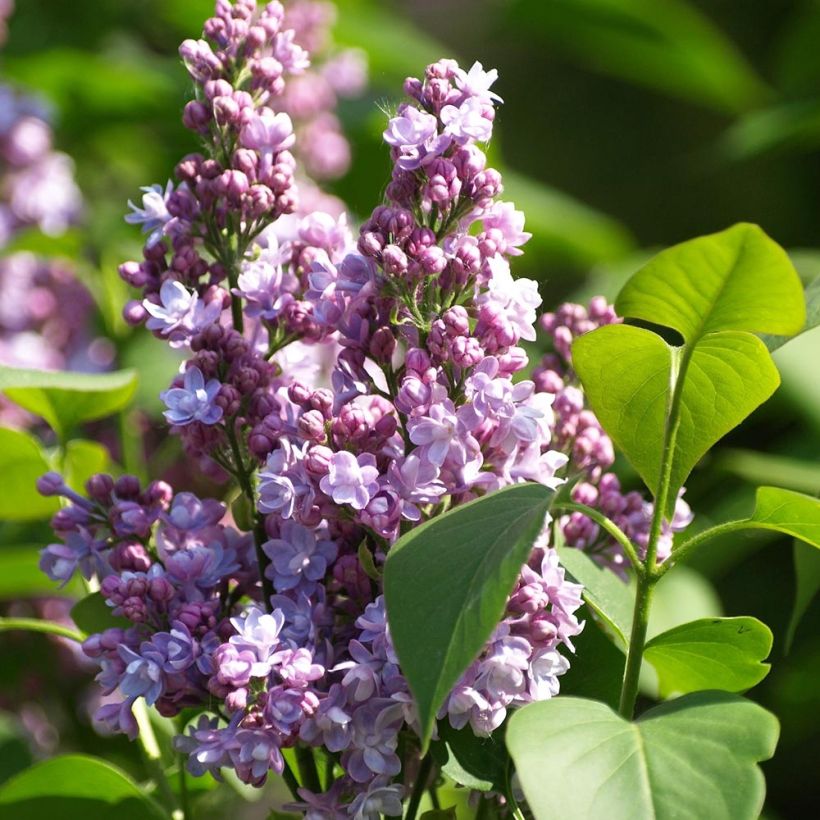 Syringa vulgaris Michel Buchner - Common Lilac (Flowering)