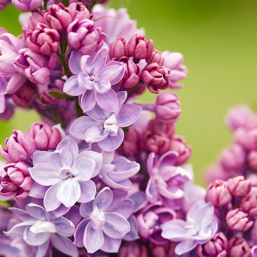 Syringa vulgaris Paul Thirion - Common Lilac (Flowering)