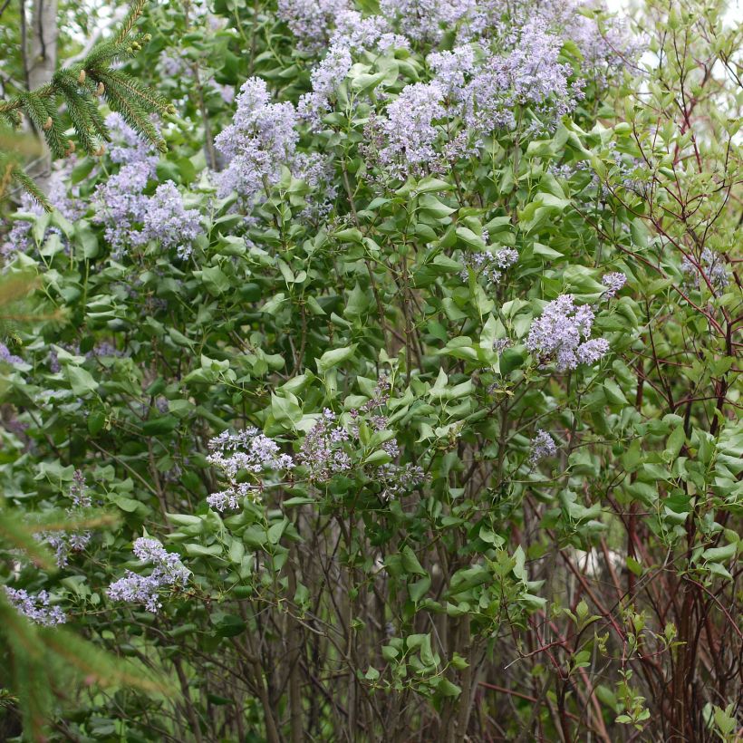 Syringa vulgaris Président Grevy - Common Lilac (Plant habit)