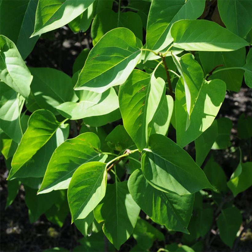 Syringa vulgaris Président Grevy - Common Lilac (Foliage)