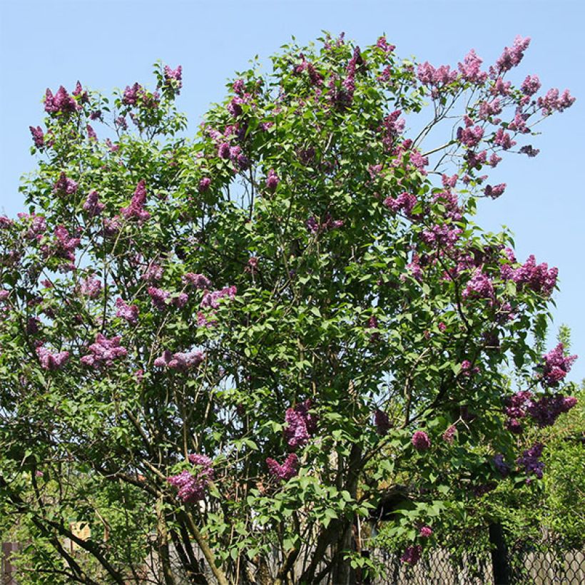 Syringa vulgaris Prince Wolkonsky - Common Lilac (Plant habit)