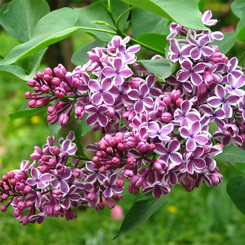 Syringa vulgaris Sensation - Common Lilac (Flowering)