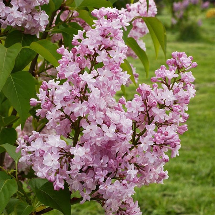 Syringa vulgaris Zhemchuzhina (Flowering)
