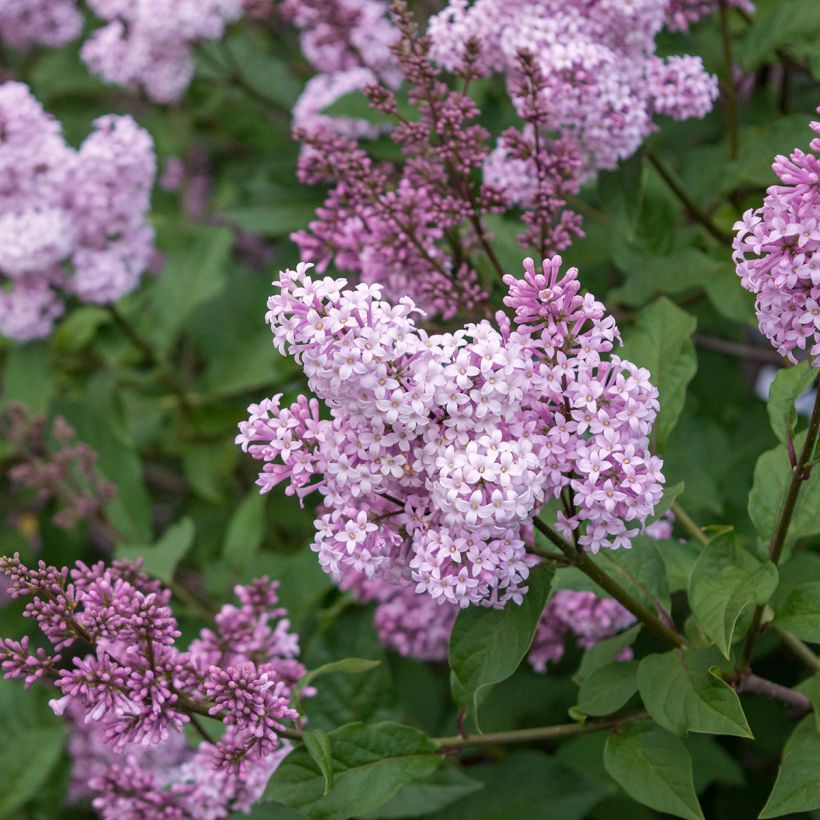 Syringa chinensis Saugeana - Lilac (Flowering)