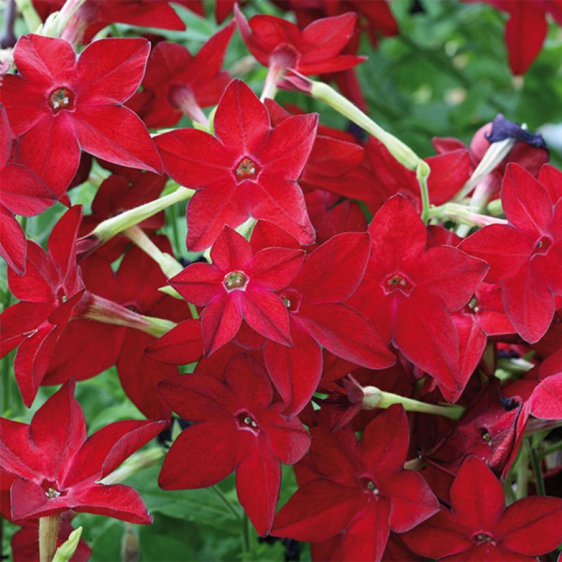 Nicotiana Perfume Red - Ornamental tobacco (Flowering)