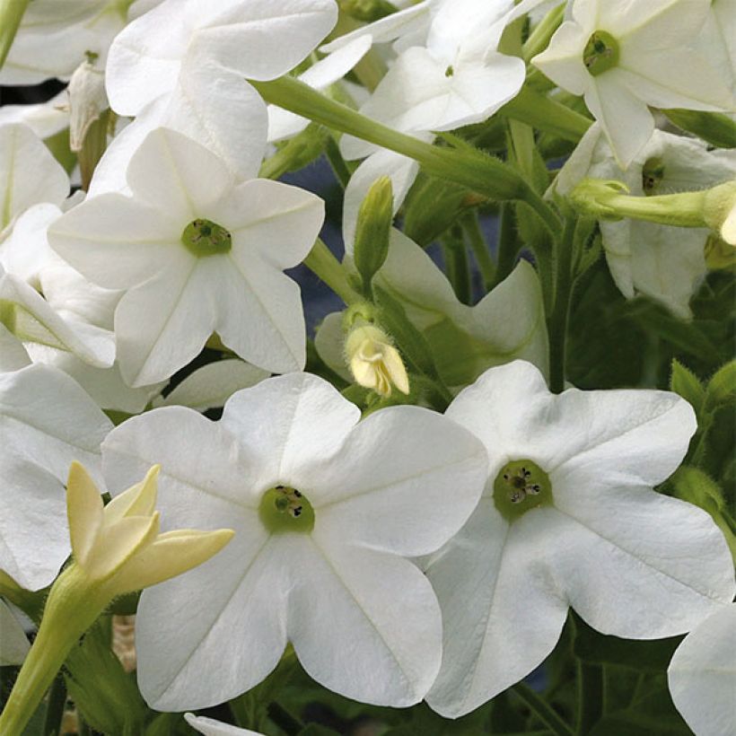 Nicotiana Perfume White - Ornamental tobacco (Flowering)