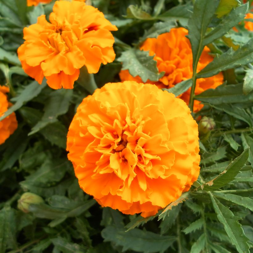 French Marigold Boy O Boy Orange Seeds - Tagetes patula (Flowering)