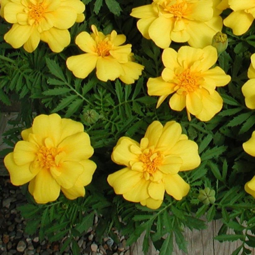 Tagetes patula Queen Yellow (Foliage)