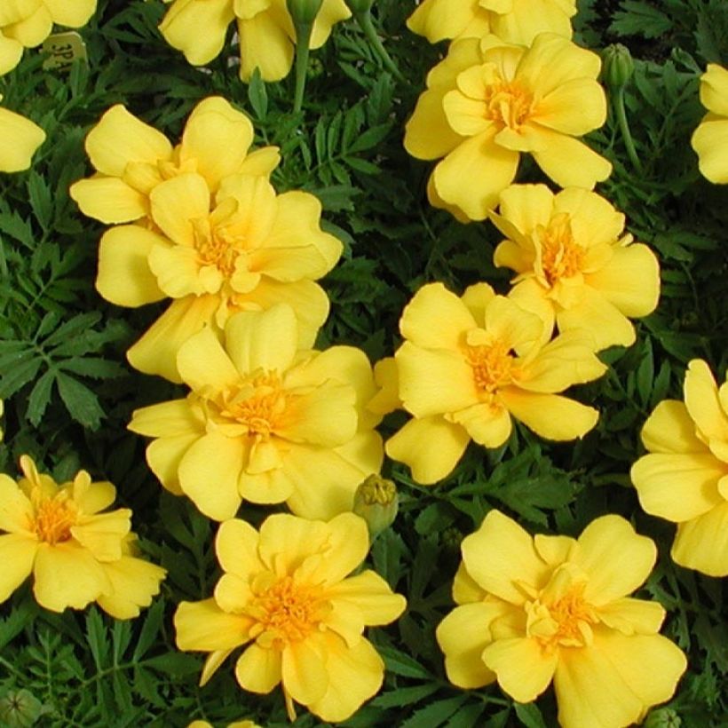 Tagetes patula Queen Yellow (Flowering)