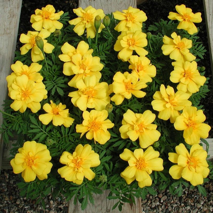 Tagetes patula Queen Yellow (Plant habit)
