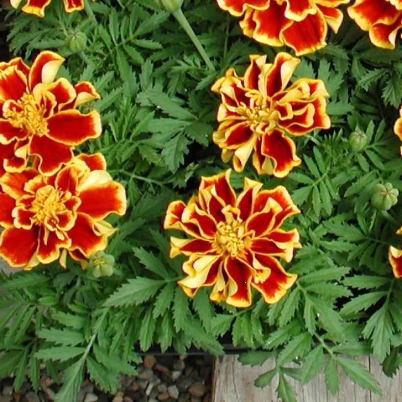 Tagetes patula Queen Yellow Fire (Foliage)