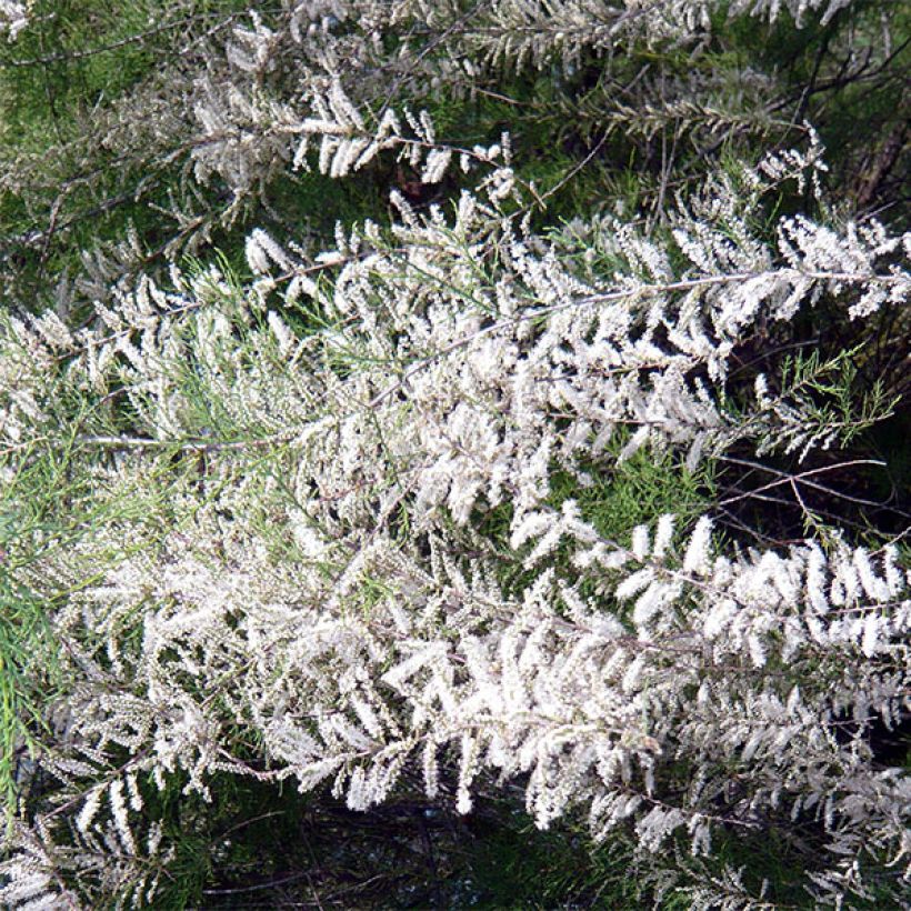 Tamarix ramosissima Hulsdonk White (Flowering)