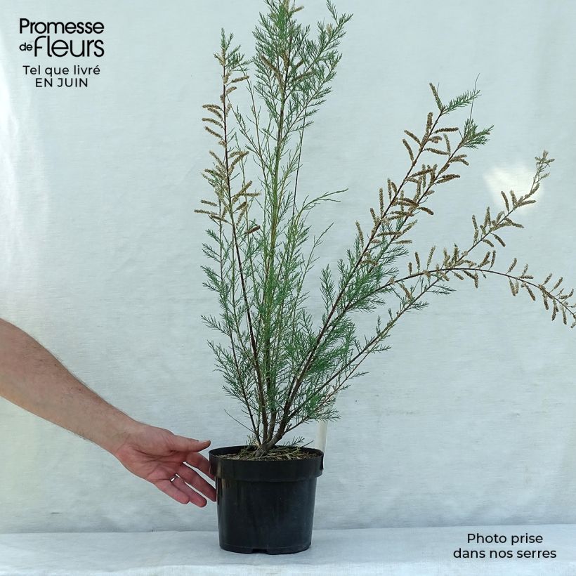 Tamarix ramosissima Hulsdonk White 3L/4L pot sample as delivered in summer