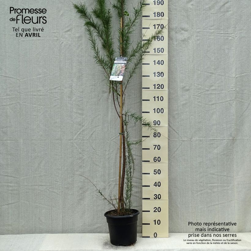Tamarix gallica - Tamaris français, Tamaris commun - Pot de 7,5L/10L sample as delivered in spring