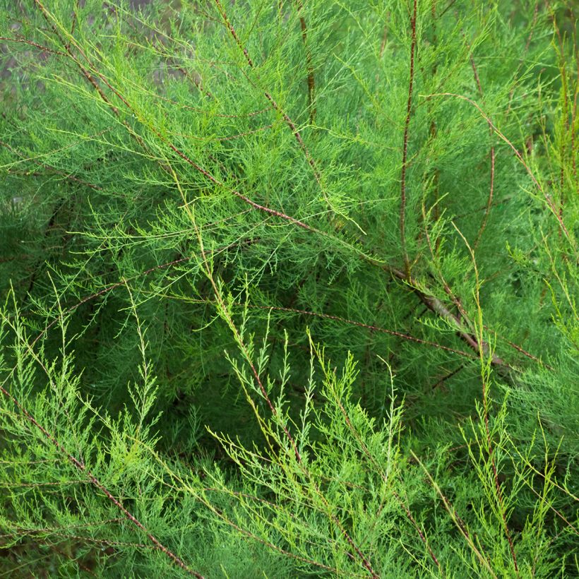 Tamarix gallica (Foliage)