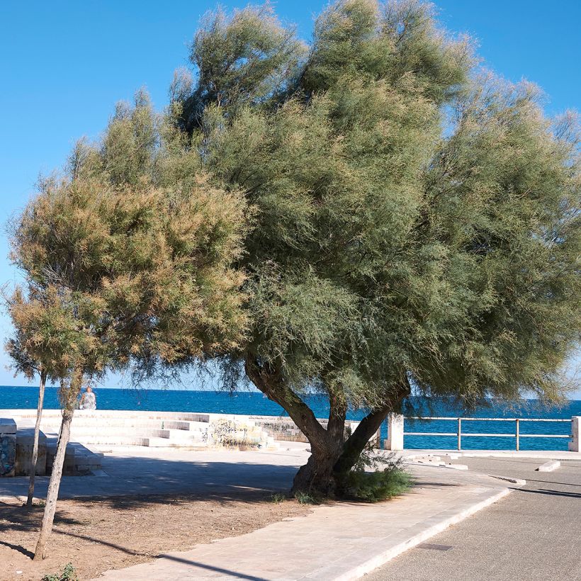 Tamarix gallica (Plant habit)