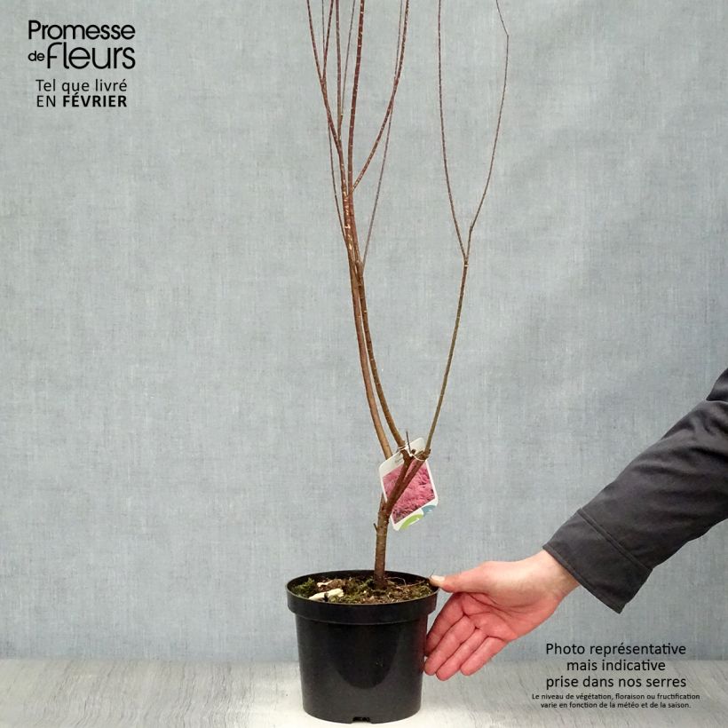 Tamarix tetrandra - Tamaris de printemps Pot de 3L/4L sample as delivered in winter