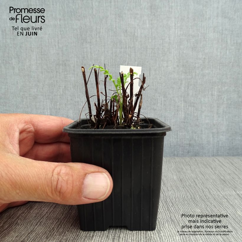 Tanacetum vulgare  8/9 cm pot sample as delivered in summer