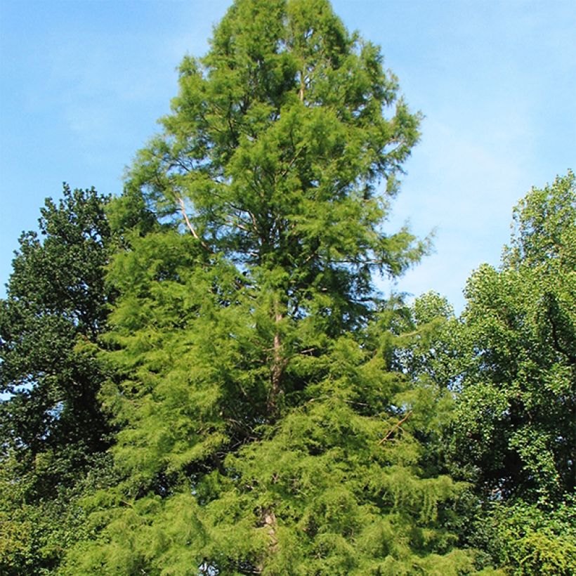 Taxodium distichum - Swamp cypress (Plant habit)