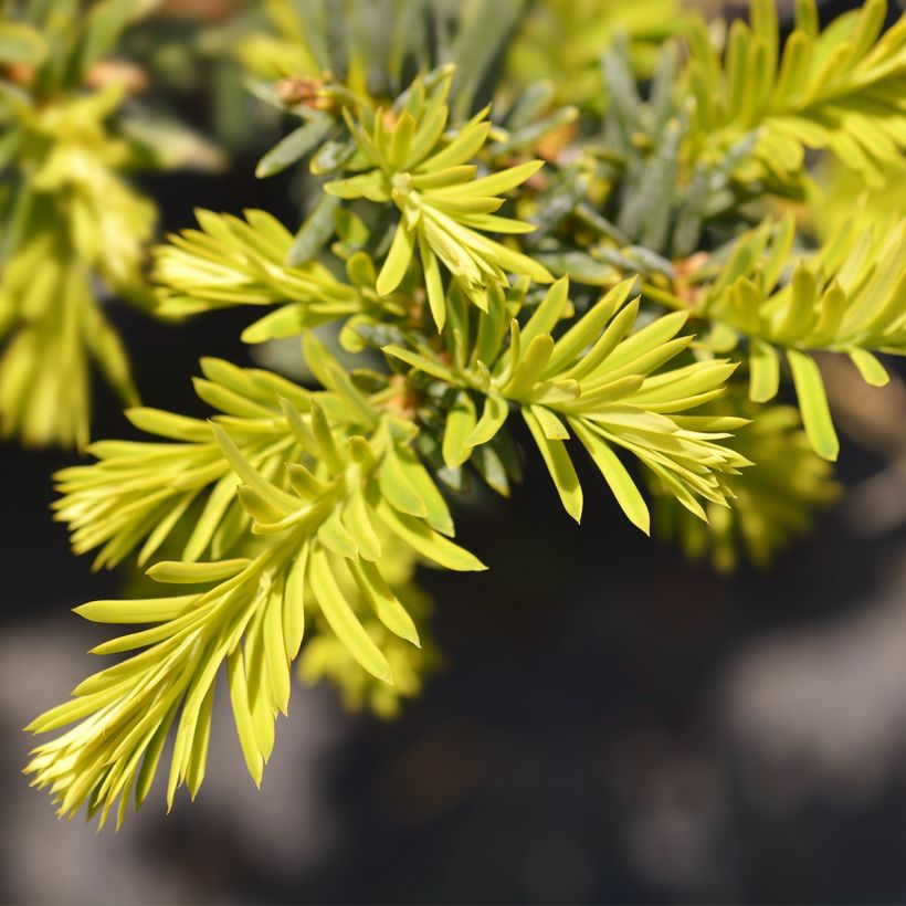 Taxus baccata Kupfergold - Yew (Foliage)
