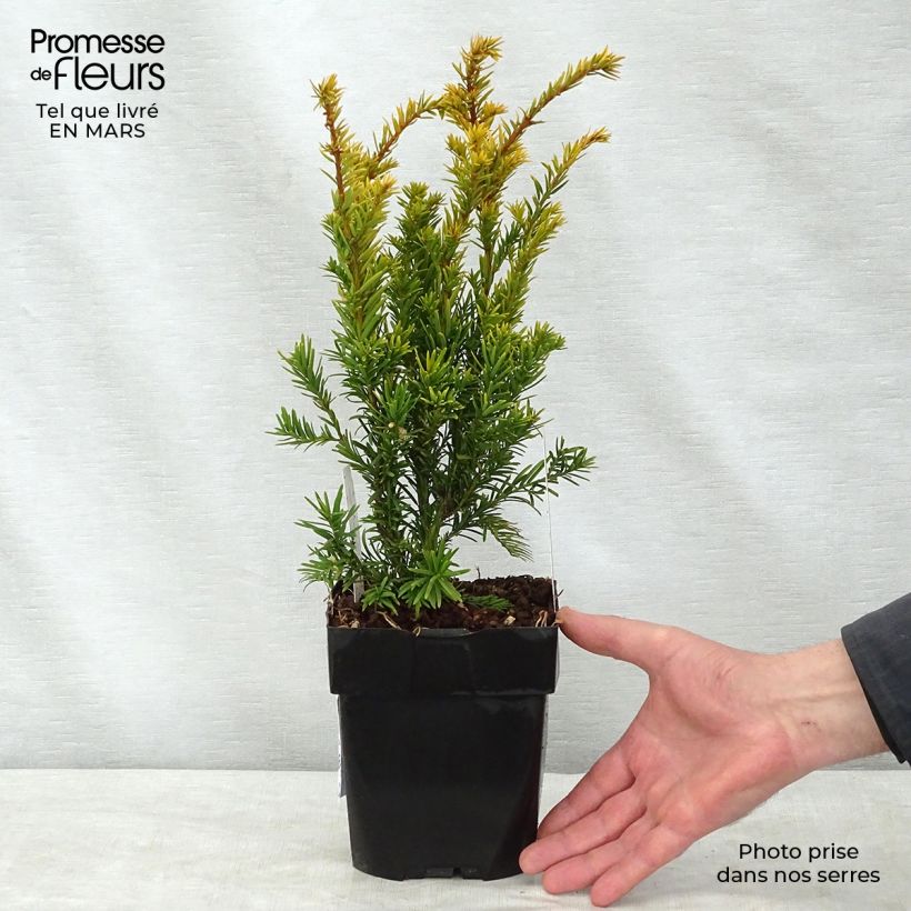 Taxus baccata Semperaurea - Yew sample as delivered in spring
