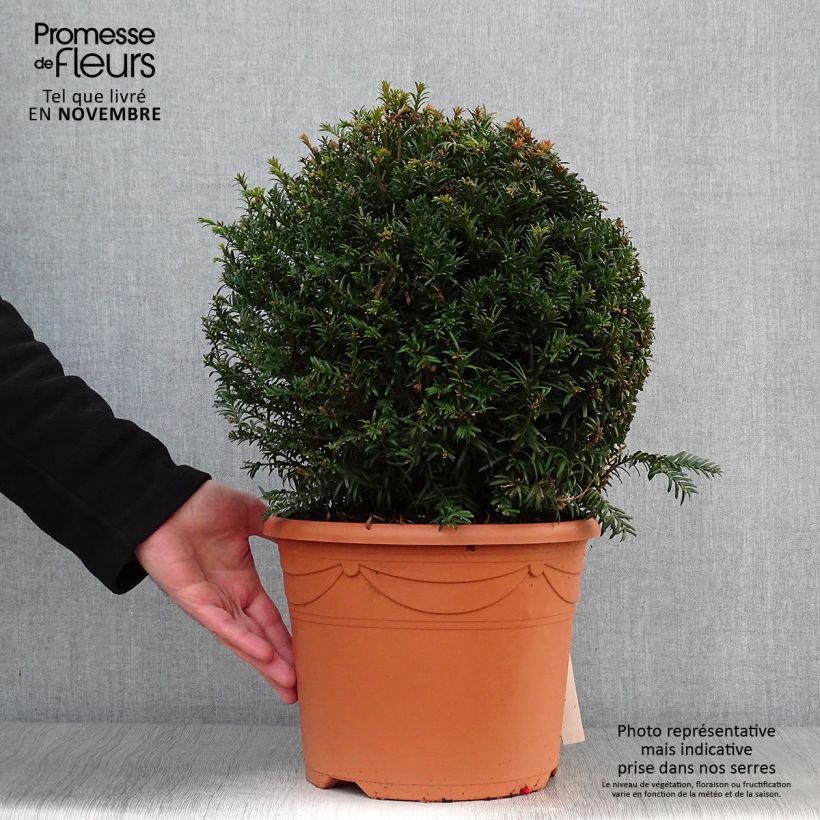 Taxus baccata taillé en boule de diamètre 30/40cm en pot de 7.5L/10L sample as delivered in autumn