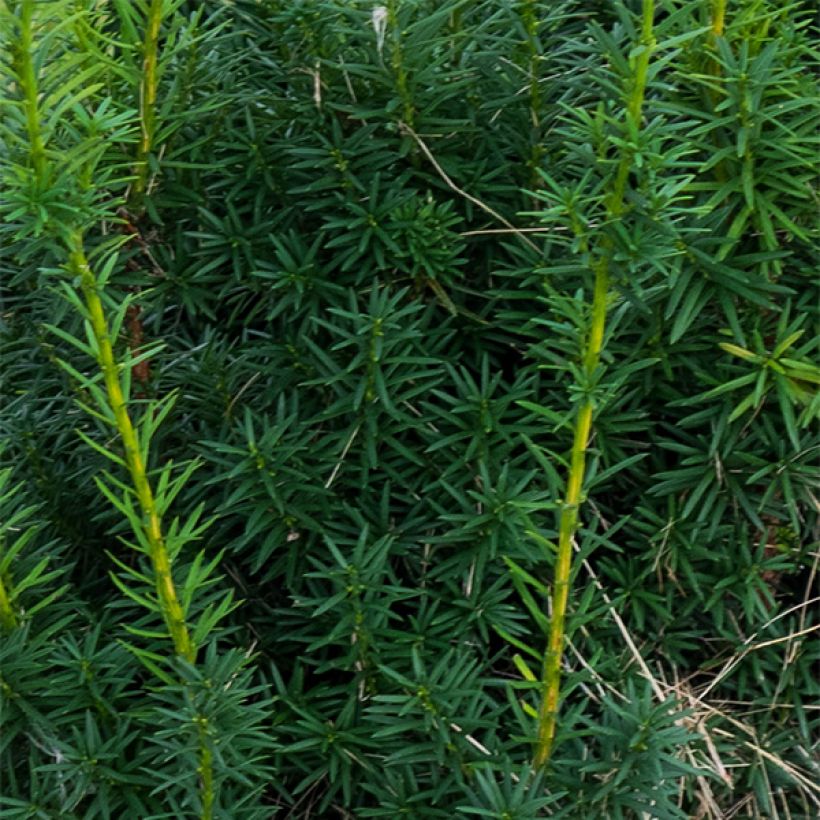 Taxus media Hicksii - Yew (Foliage)