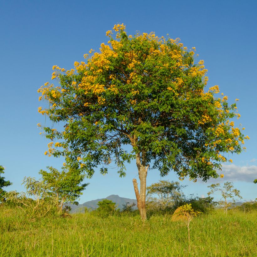 Tecoma stans (Plant habit)