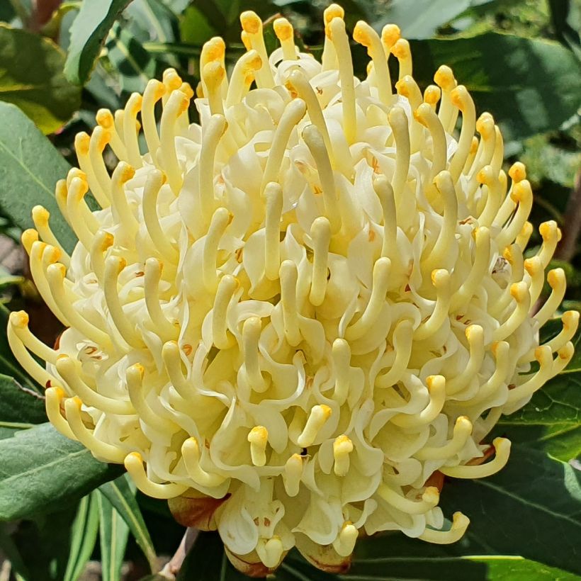 Telopea Shady Lady Yellow (Flowering)