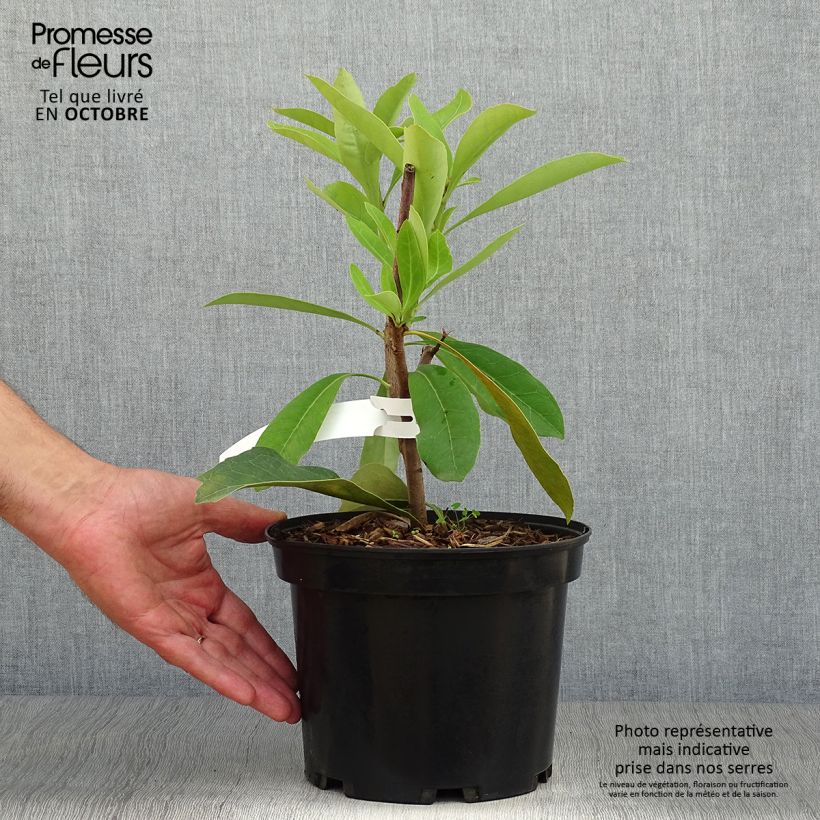 Telopea speciosissima - Waratah Pot de 4L/5L sample as delivered in autumn