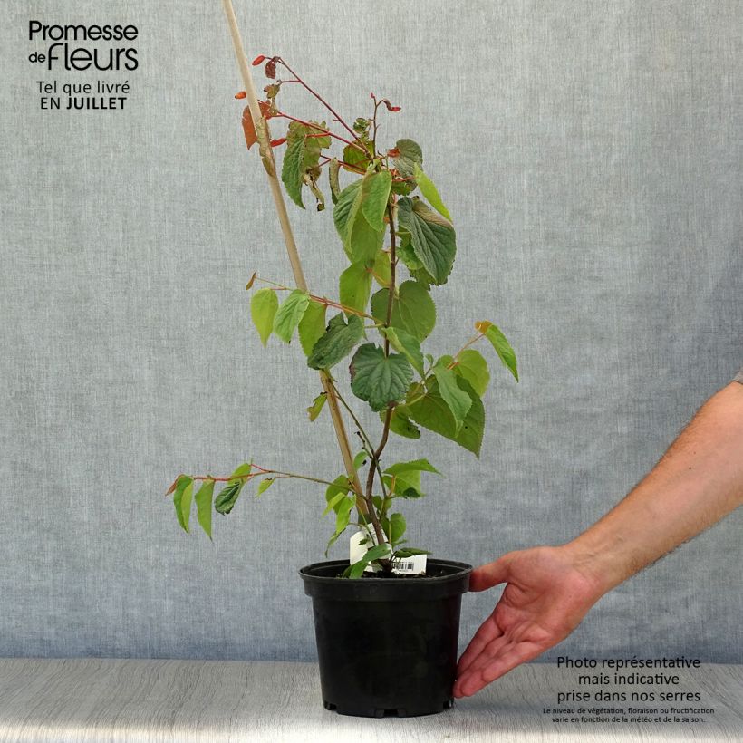 Tetracentron sinense Pot de 2L/3L sample as delivered in summer